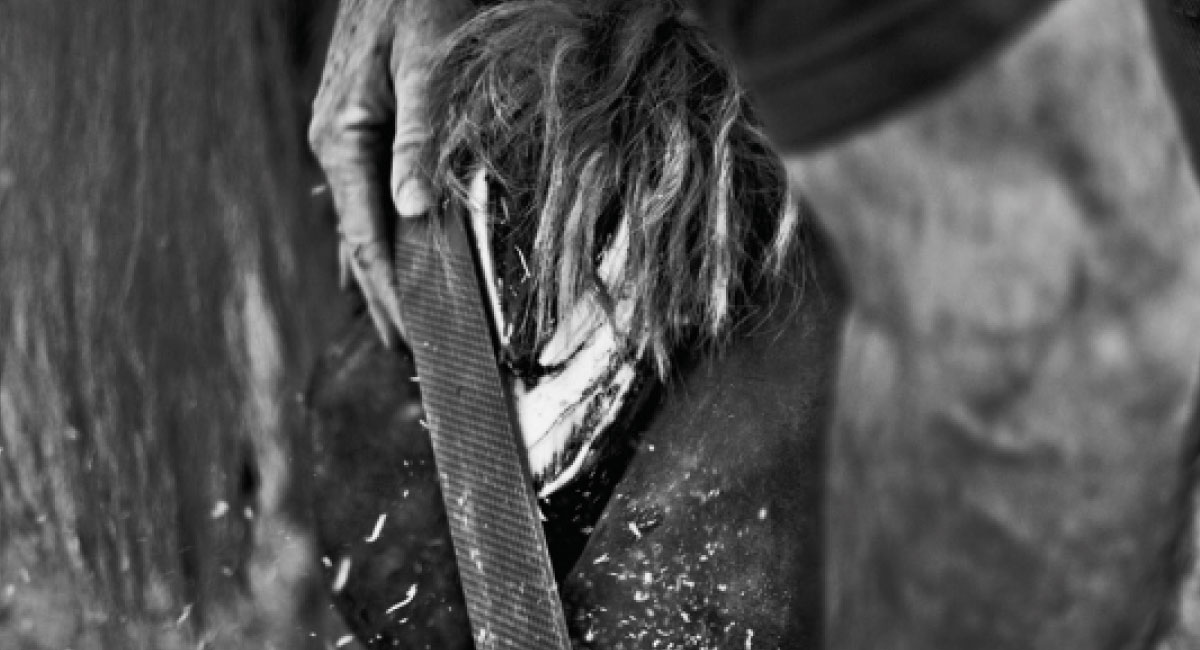 Barefoot Trimming - Hooves