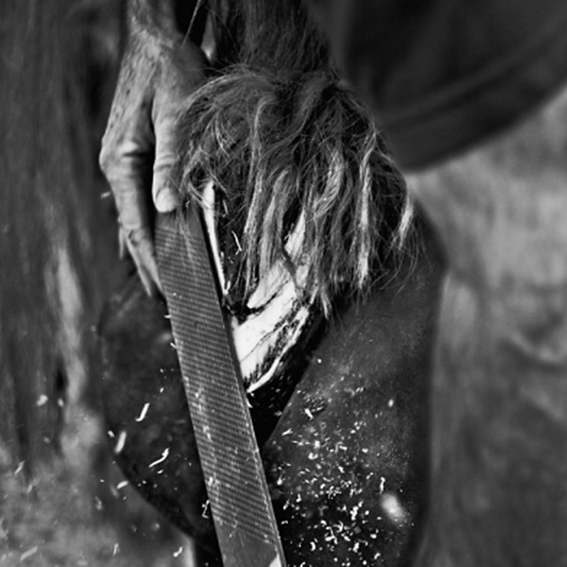 Farrier Dave in action